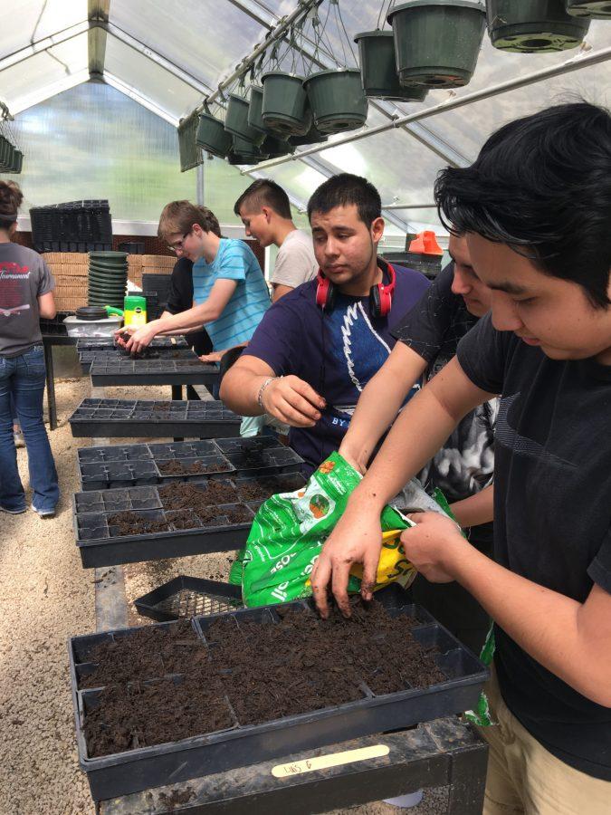 Ag students utilize greenhouse