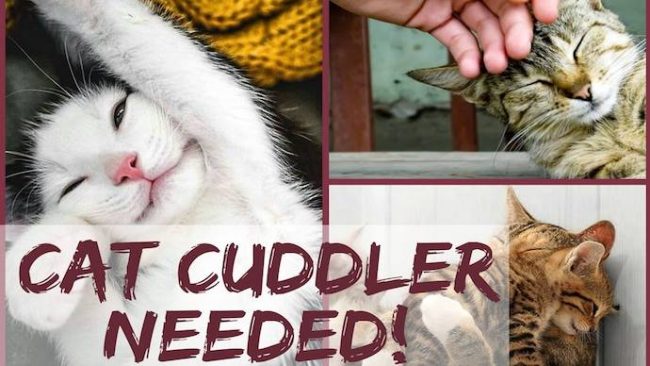 Ireland is searching for a professional cat cuddler