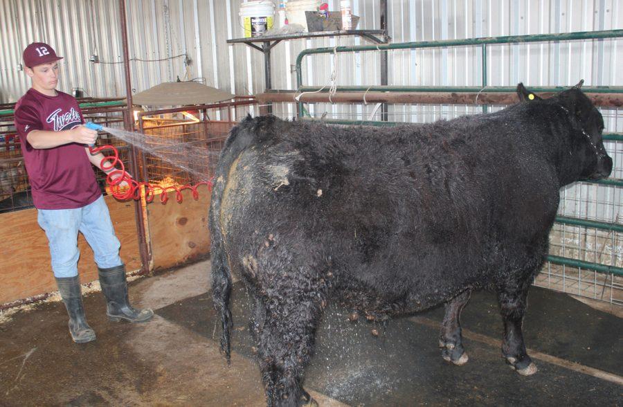Freshman Jacob Fishbeck washes the steer he will compete with at the upcoming Leon County Livestock Show.