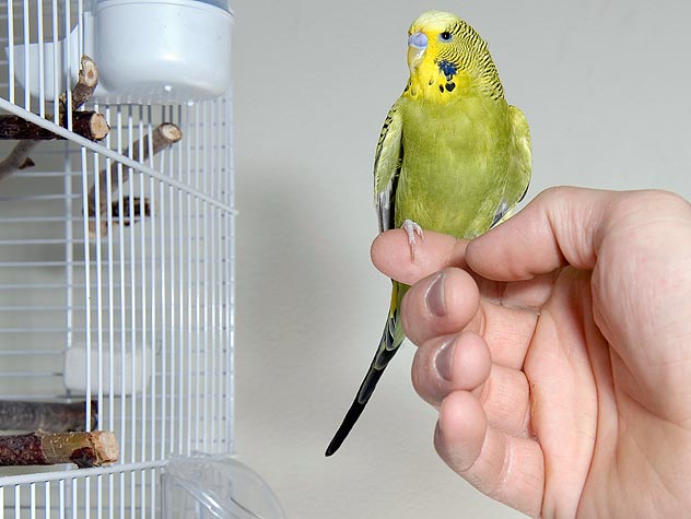 Need+for+parrot+adoption+rises
