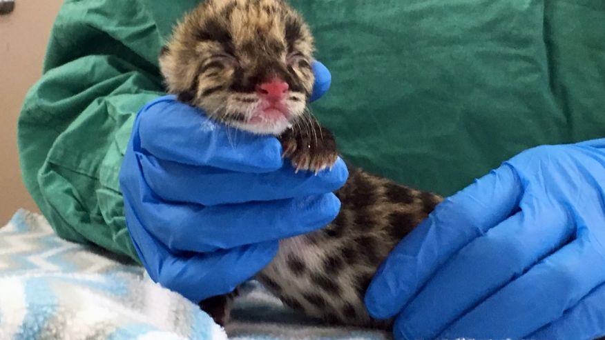 Clouded leopard born via artificial insemination