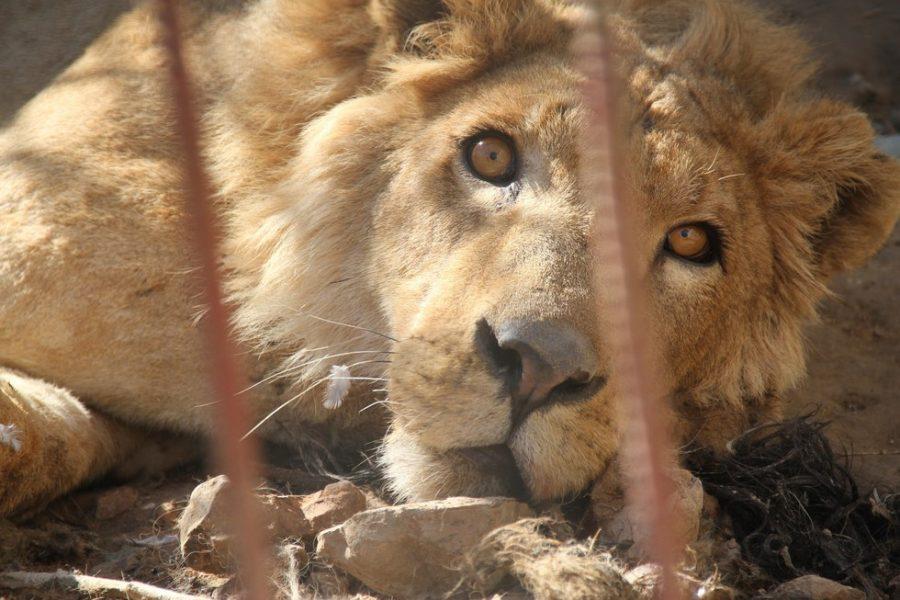 Lion and bear are rescued from Mosul Zoo
