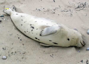 Dead seals wash on shore