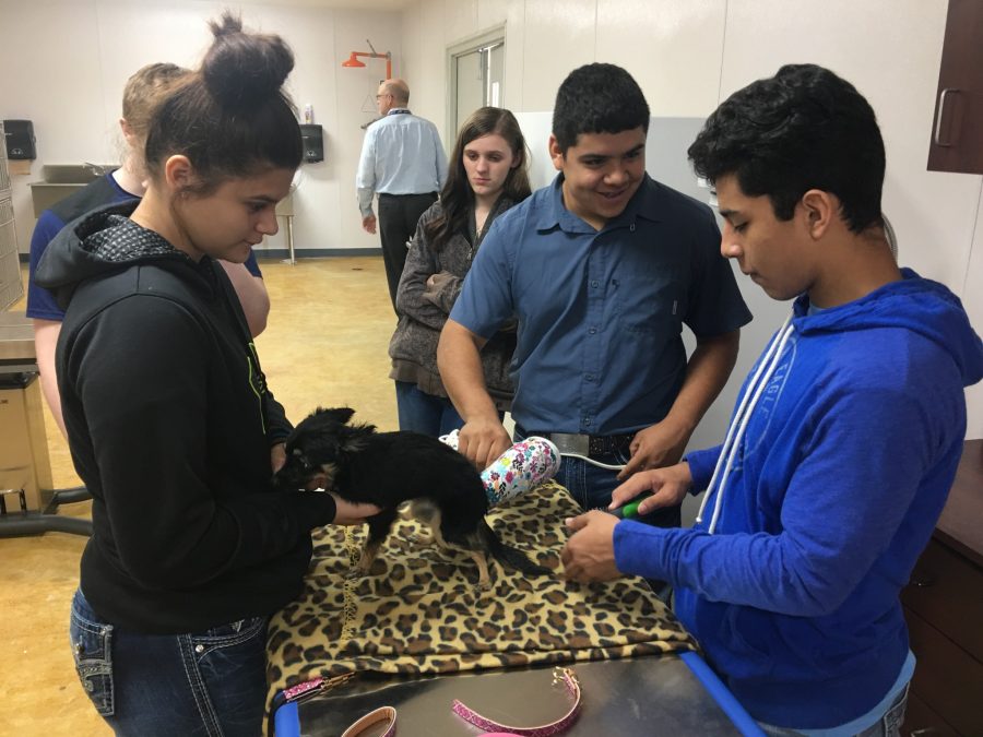 Small Animal Management class takes on grooming duties