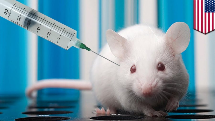 ‘Vaccine’ for cancer is curing mice of tumors