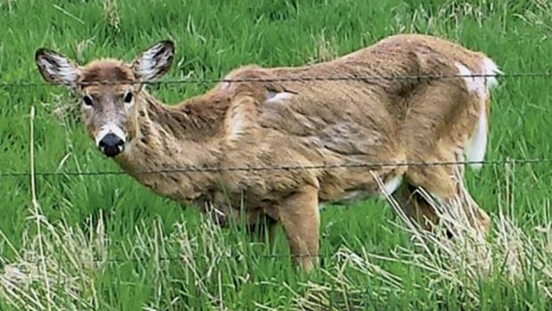 Deer infected with wasting disease