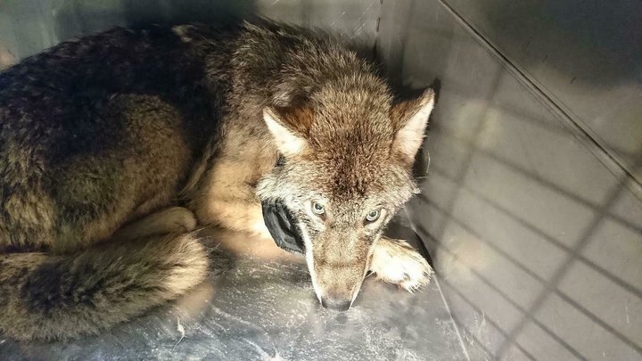This photo taken on Thursday, Feb. 21, 2019 and released by the Estonian Union for the Protection of Animals, shows an approximately one-year old male wolf suffering from shock and hypothermia in an animal shelter near Parnu River, Estonia. Estonian construction workers got the shock of their lives when they found out the animal they saved from an icy river was not a dog but a wolf. (Estonian Union for the Protection of Animals via AP)