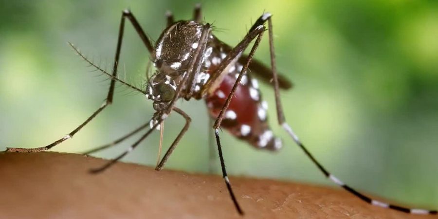 New+case+of+mosquito-born+illness
