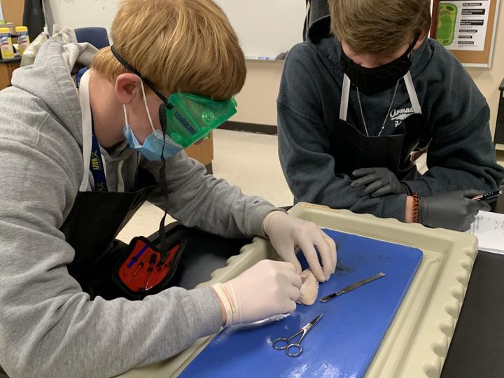 Science class dissects chicken wings