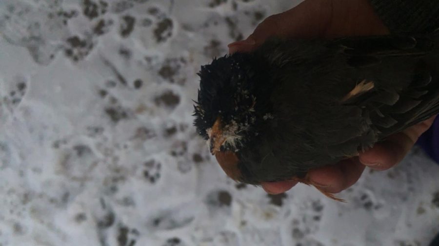 Fransisco Saldana rescued this bird from the freezing temperatures and hoped to nurse him back to health, but was unable to do so. Wildlife in Texas faced a struggle to survive the winter storm.