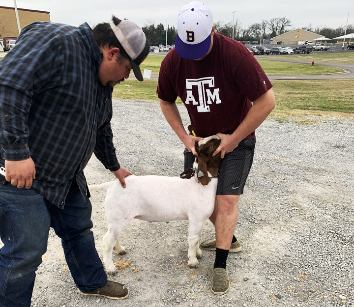 Sophomore Lane Freeman and Ag teacher Eloy Perez take a look at Lanes goat.