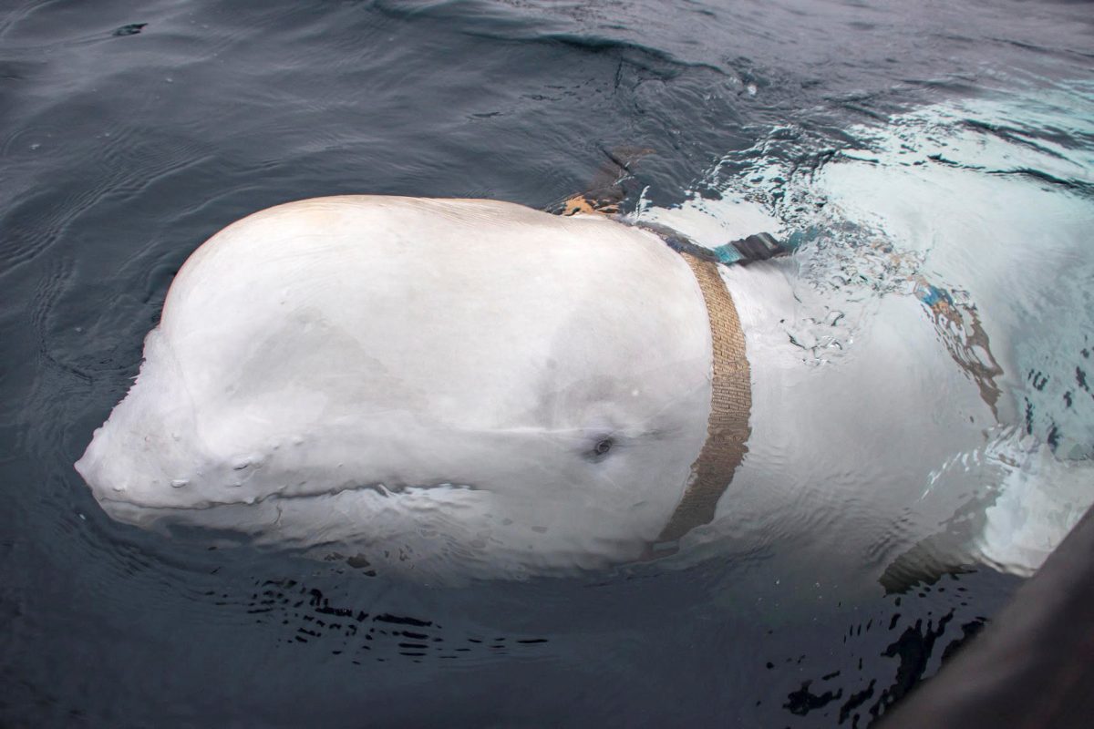 FILE PHOTO: A white beluga whale wearing a harness is seen off the coast of northern Norway, April 29, 2019. Jorgen Ree Wiig/Sea Surveillance Service/Handout/NTB Scanpix via REUTERS/File photo