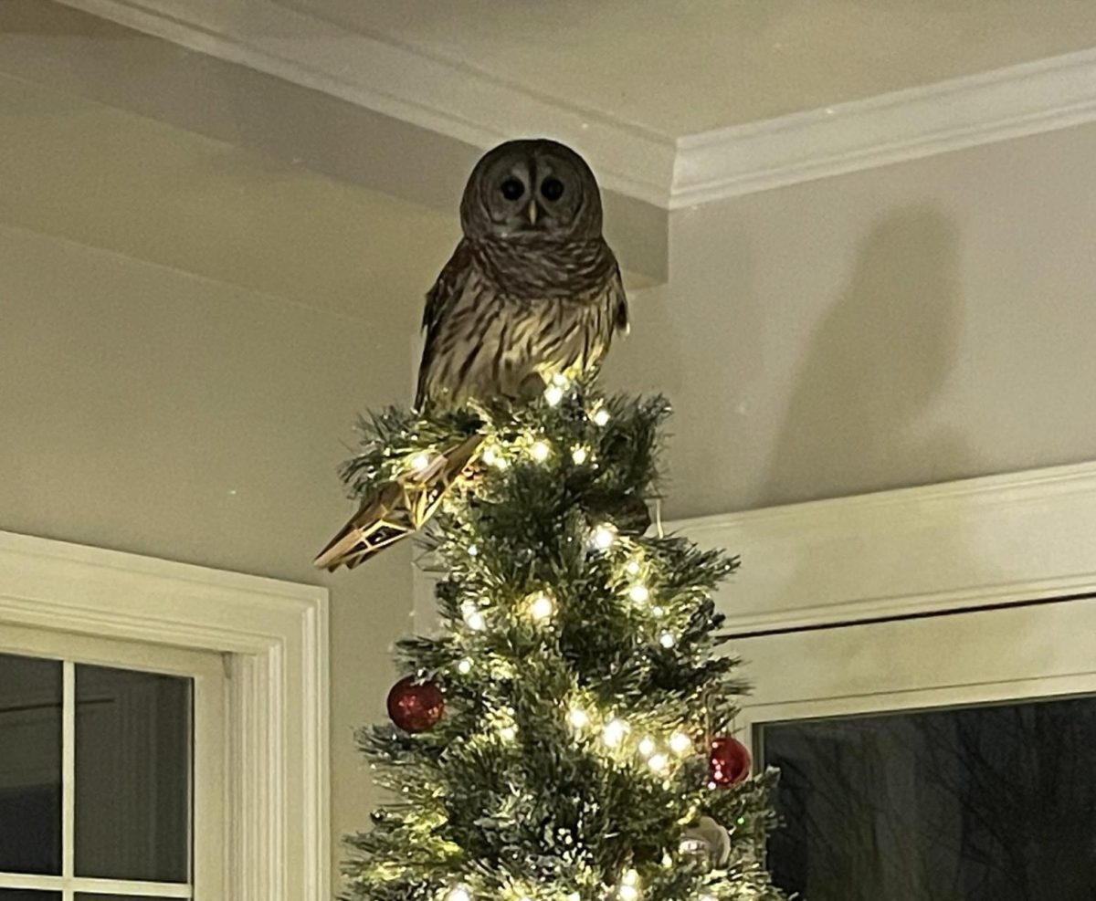 Surprise tree topper