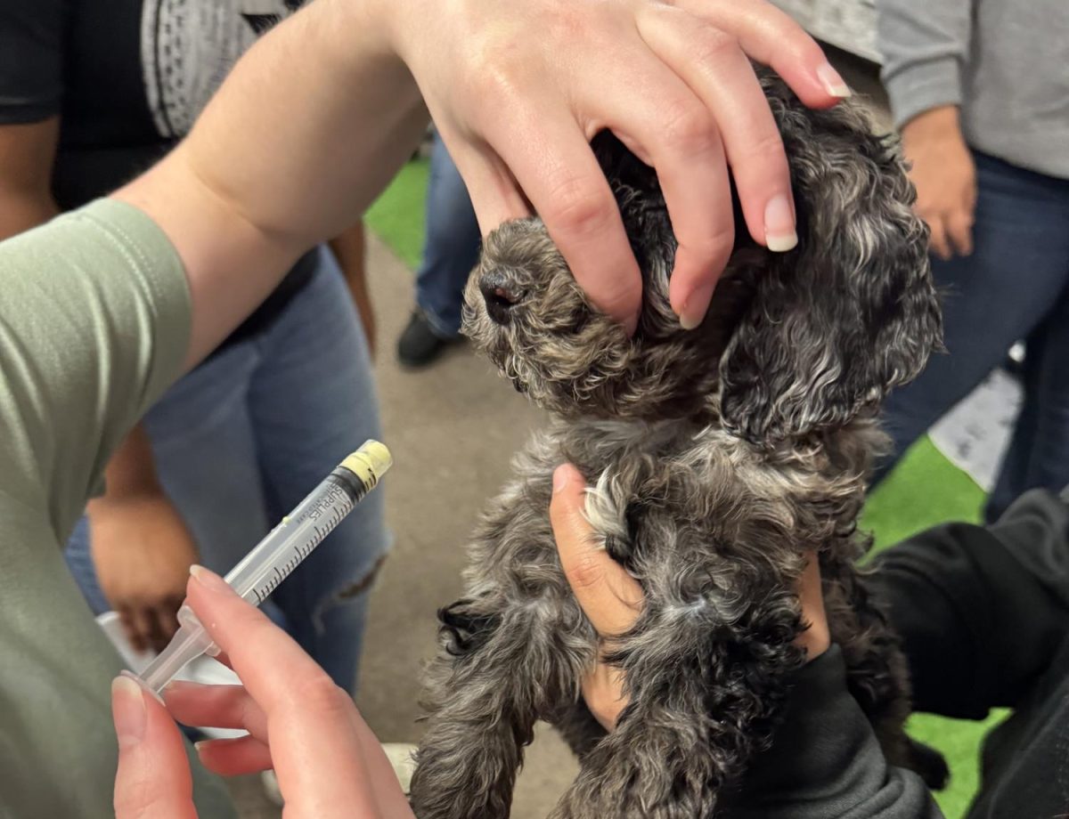 Students practiced their nursing skills on puppies last week in teacher Stacy Cornett's class, giving worming meds and rabies shots.